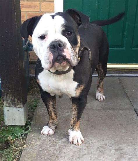 female olde english bulldog.